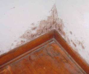 کپک دیوار خانه ، پاك كردن كپك ديوار