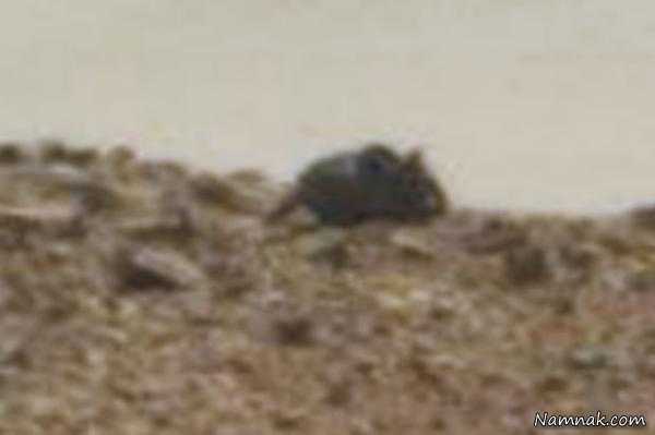 موش در مریخ