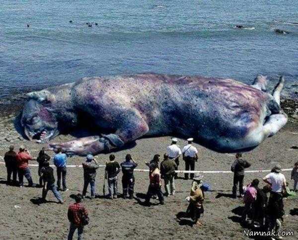 ماجرای لاشه حیوان عظیم الجثه در ساحل چالوس! + عکس