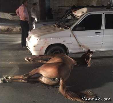 برخورد پراید با اسب ، اسب ، تصادف