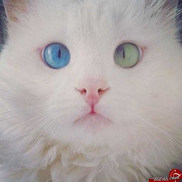 چشم جالب گربه