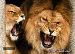 شیرها ، دعوای شیرها