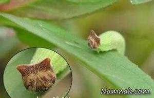 حشرات ، حشرات عجیب