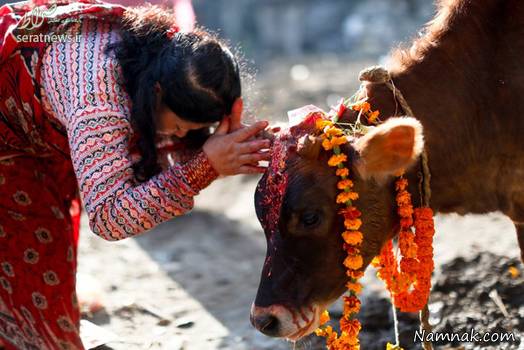 پرستش گاو در هند 