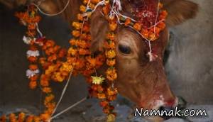 پرستش گاو در هند ، عکس پرستش گاو در هند