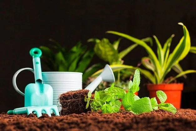 کاشت سبزیجات پیتزایی کاشت پونه کوهی