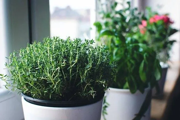 کاشت آویشن برای پیتزا کاشت آویشن
