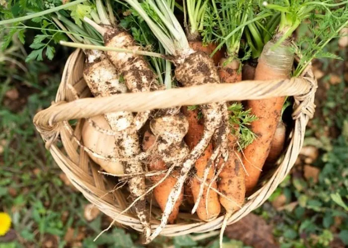 فواید و خواص زردک برای بدن خواص زردک