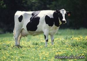 حیوان گاو ، نبودن حیوانات گاو