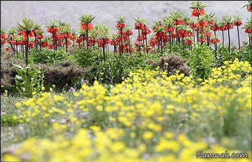 روستای دره بید