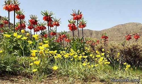 روستای دره بید