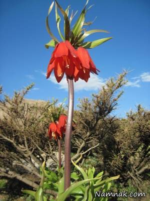 روستای دره بید ، شهرستان فریدن اصفهان