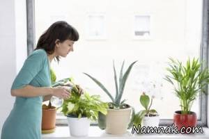 گیاهان آپارتمانی ، آبیاری گیاهان آپارتمانی
