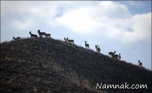 پارک ملی گلستان ، عکس پارک ملی گلستان