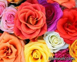 گل رز ، گل رز قرمز
