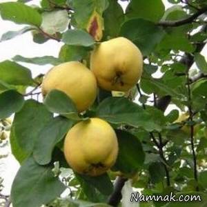 میوه به ، خواصه میوه به