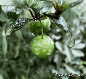 گوجه سبز ، خوردن گوجه سبز