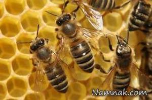 زنبورهای عسل