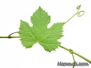 برگ مو ، خواص برگ مو