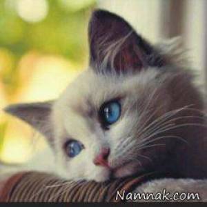 گربه عاشق ، ماجرای گربه عاشق