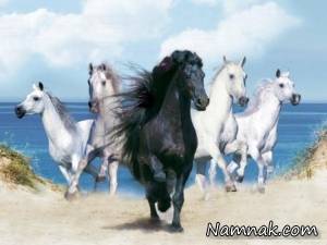 اسب سیاه ، اسب سیاه زیبا