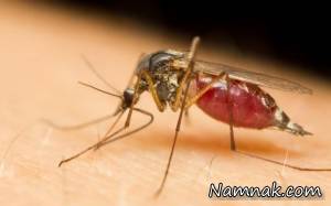 دفع نیش حشرات ، رفع گزش پشه