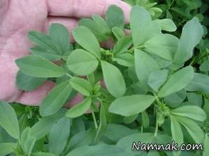 دمنوش یونجه ، خواص یونجه