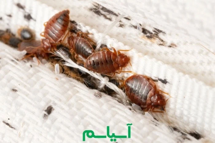 همه چیز در مورد ساس + بهترین راه از بین بردن آن آلودگی شدید ساس روی تشک