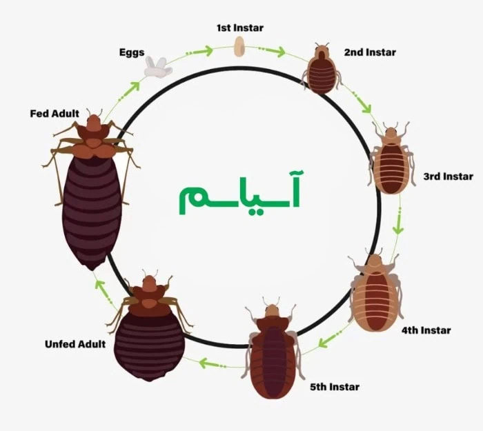 همه چیز در مورد ساس + بهترین راه از بین بردن آن چرخه زندگی ساس