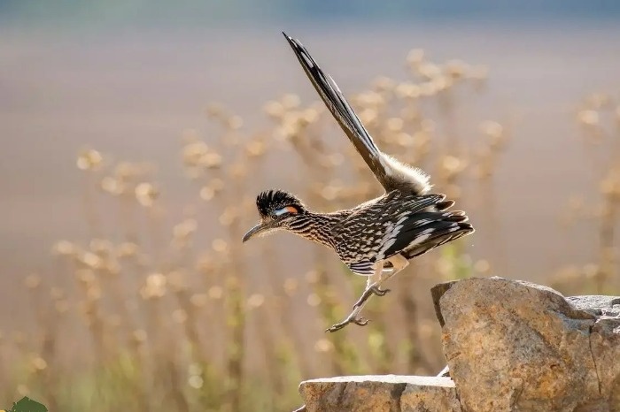 ویژگی های کوکوی دونده کوکوی دونده