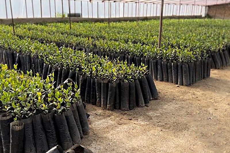 سوددهی این نهال پسته اصلاحشده از طلا بیشتره نهالستان پسته