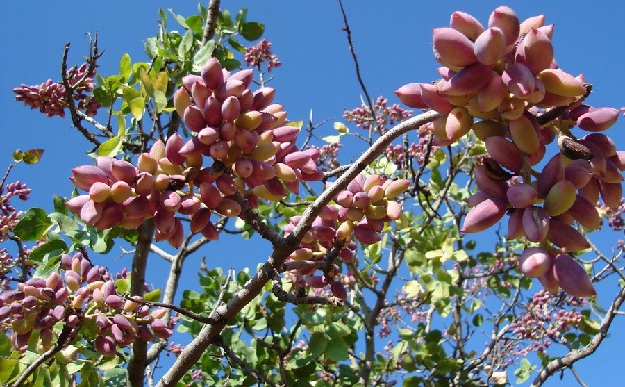 سوددهی این نهال پسته اصلاحشده از طلا بیشتره نهال پسته پیوندی