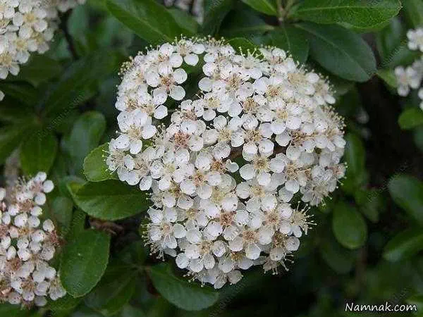 گلپر و خواصیت آن خواص گلپر