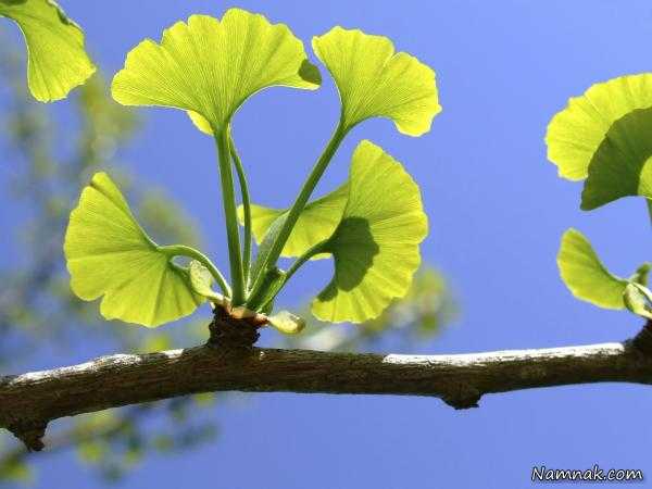 روش تقویت حافظه کوتاه مدت