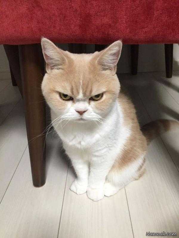 گربه ، عکس های گربه