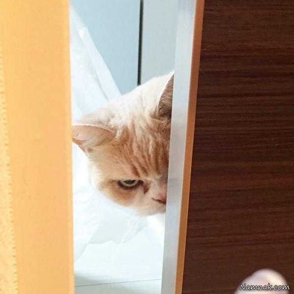عکس های گربه ، گربه های خشن