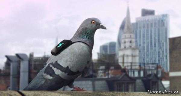 کبوتران لندنی ، بررسی آب و هوا