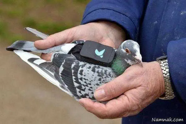 جی پی اس کبوتران شهر لندن