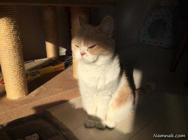 شوخی کردن ، گربه