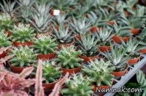 خواص کاکتوس ، انواع کاکتوس