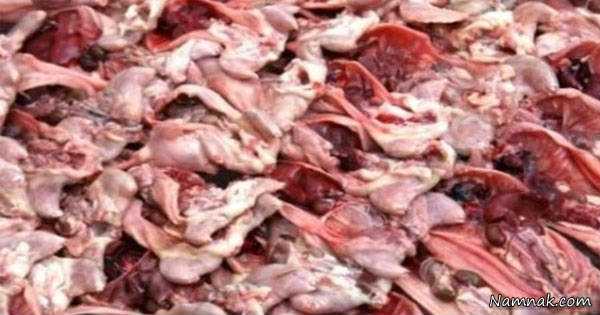 فروش گوشت موش به جای گوشت مرغ