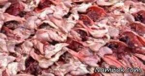 گوشت مرغ ، گوشت موش