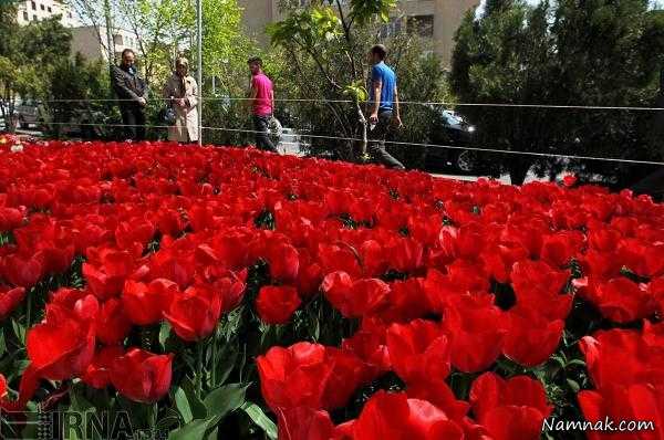 عکس گل لاله ، کاشت 30 هزار شاخه گل لاله به یاد مادر در تهران
