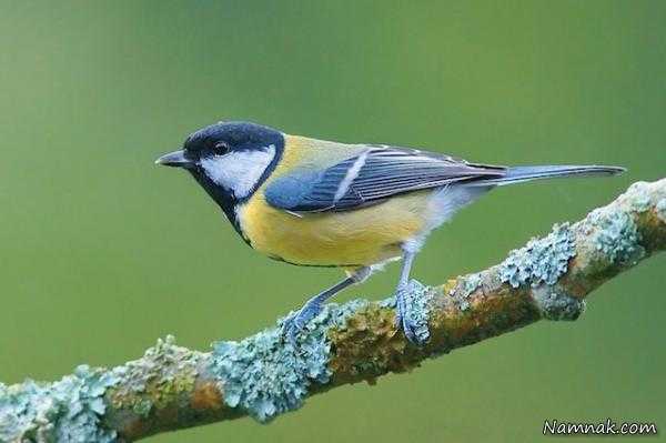 پرنده ی مغز خوار پرنده ی زیبا