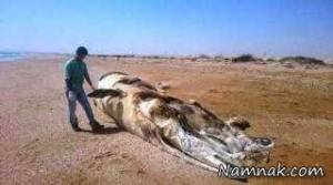 نهنگ ، لاه نهنگ
