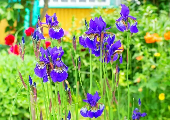 تمام خواص زنبق و فواید زنبق برای بدن گیاه زنبق