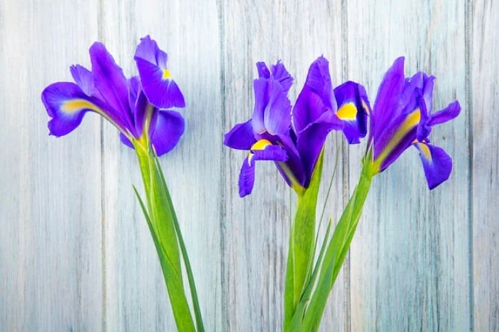 گیاه زنبق یا ایرسا گیاه زنبق ایرسا