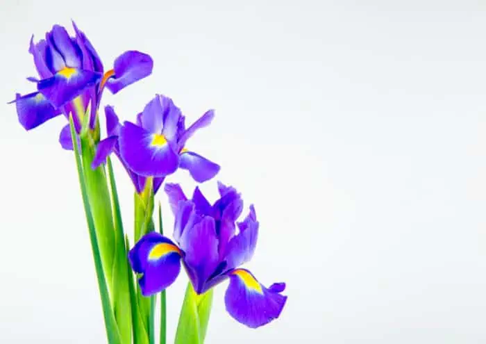 تمام فواید استفاده از روغن زنبق خاصیت زنبق