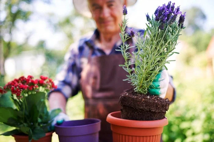 استفاده ازاسطوخودوس برای دفع حشرات اسطوخودوس