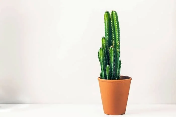 نگهداری کاکتوس در زمستان در خانه آبیاری کاکتوس